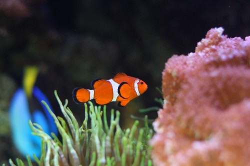 Nemo - Klovnefisk, der er vist noget med rigtige og falske, men det kan jeg ikke finde ud af.