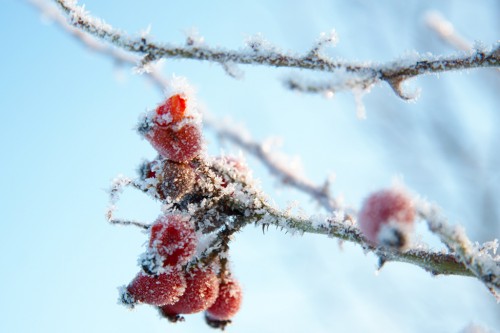 Hyben med et tykt lag rimfrost på.